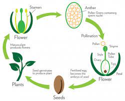 REPRODUCTION IN PLANTS AND ANIMALS